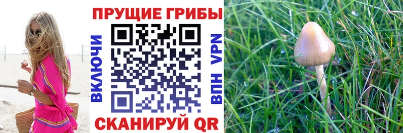 где купить наркотик darknet клад Галлюциногенные грибы мицелий Братск